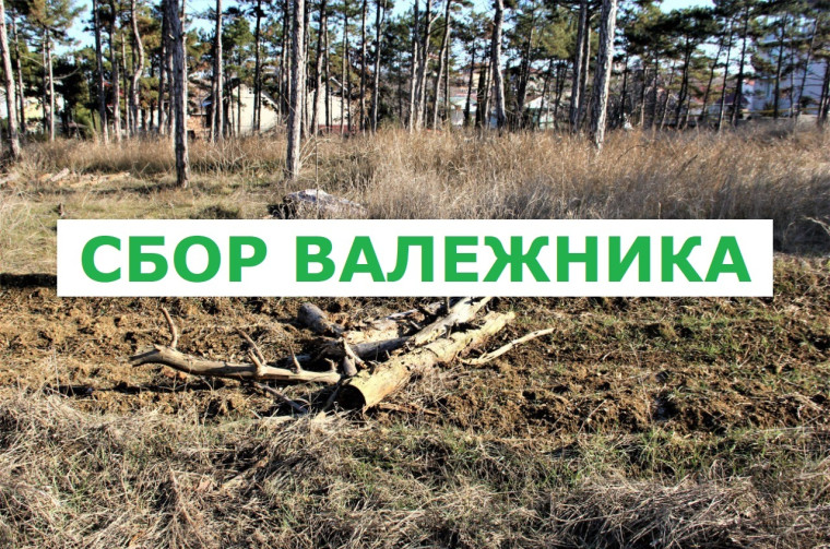 Правила сбора валежника в лесах. Правила сбора валежника в лесах.